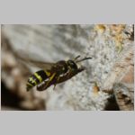 Ancistrocerus nigricornis - Lehmwespe 23a am IH beim Eintrag einer Schmetterlingslarve.jpg